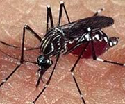 Foto mosquito da dengue