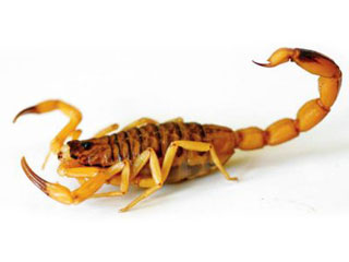 Escorpiões são encontrados dentro de casas em Juiz de Fora