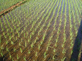 Ala prática do curso de agronomia - plantio de arroz