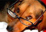 Foto de cachorro com �culos