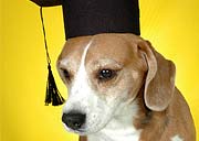 Foto de cachorro com chap�u de foramtura