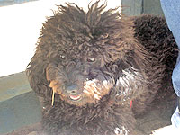 Foto de
 uma cadela poodle preta