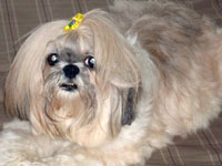 Cadela