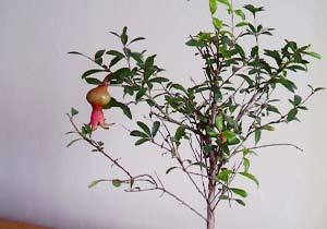 Foto de um bonsai