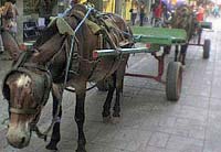 Foto de carro�a