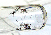 Foto de dois mosquitos da dengue