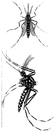 Foto do Aedes aegypti, o mosquito transmissor da dengue