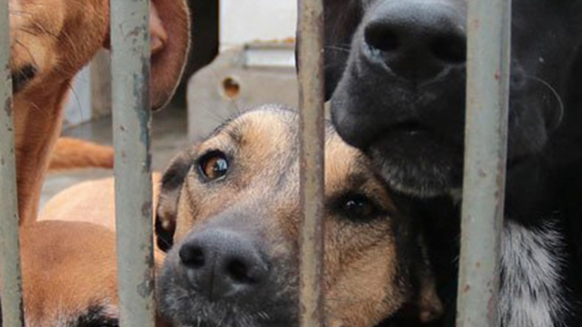 Somente c&atilde;es e gatos sem tutores poder&atilde;o ser acolhidos pelo Munic&iacute;pio 