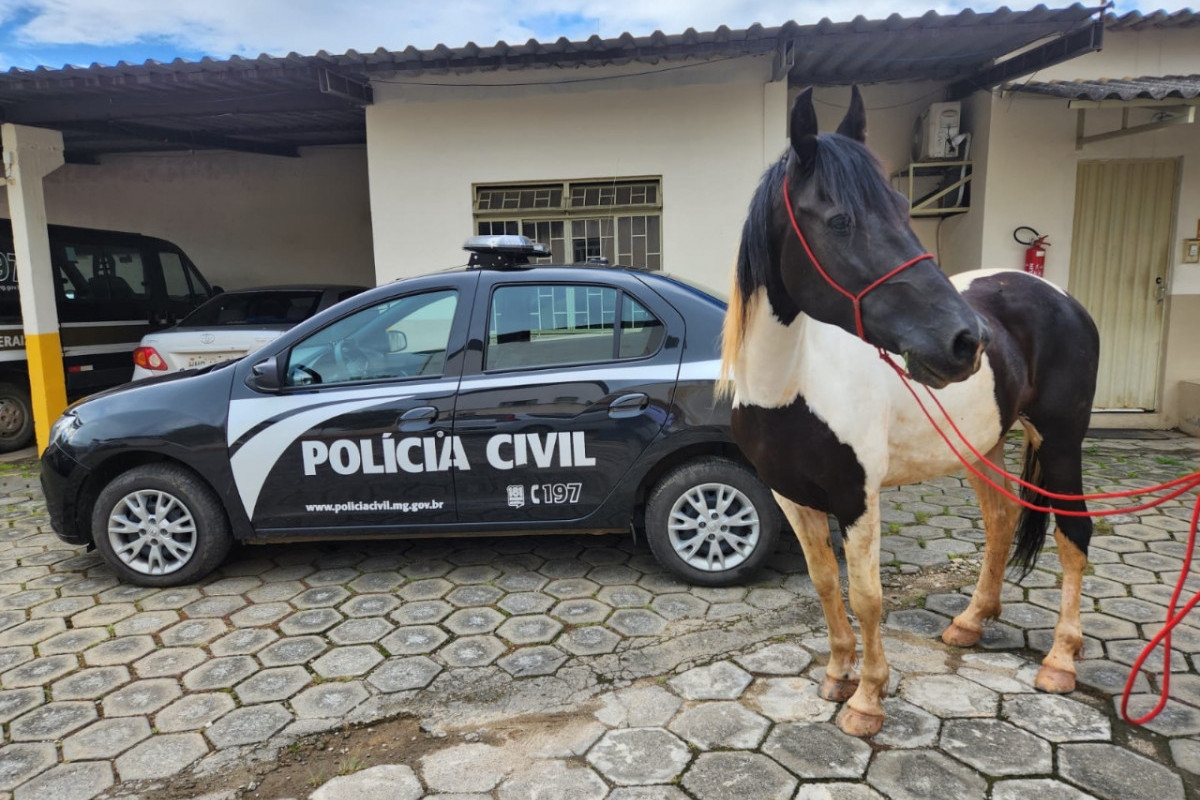 Conduta de policiais que atiraram em cavalos será apurada