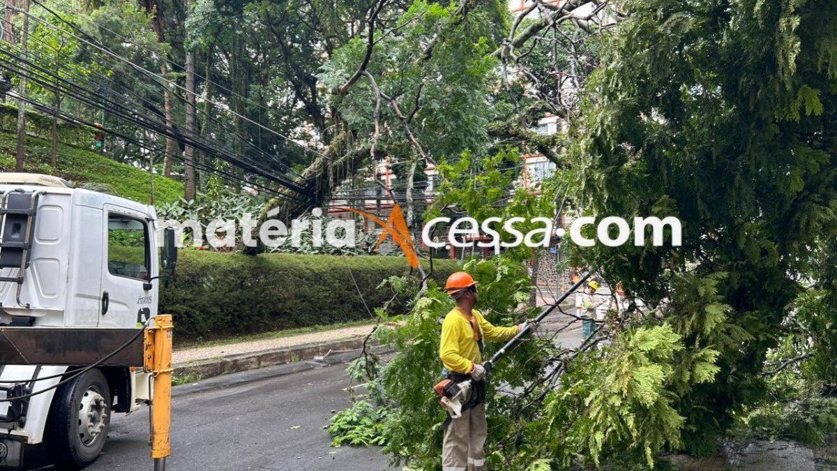 Arvore ca&iacute;da foi retirada da Rua Santo Ant&ocirc;nio 