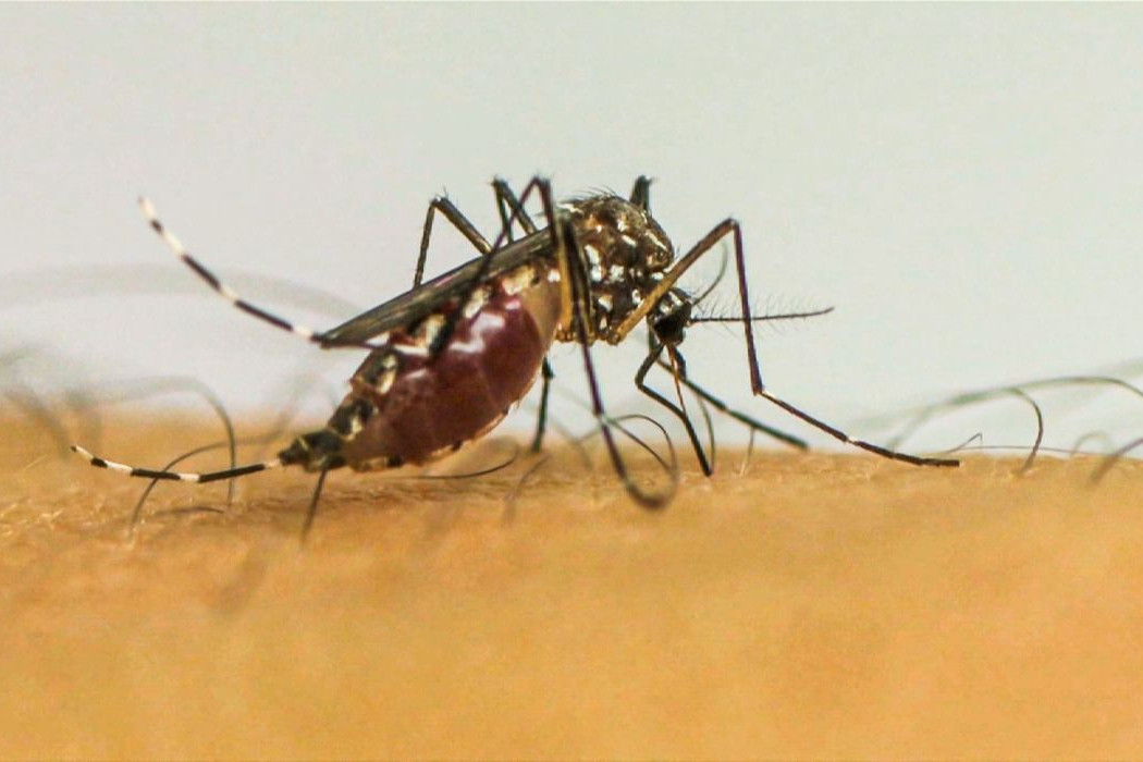 Infec&ccedil;&otilde;es por Aedes aegypti elevam risco de complica&ccedil;&otilde;es no parto
