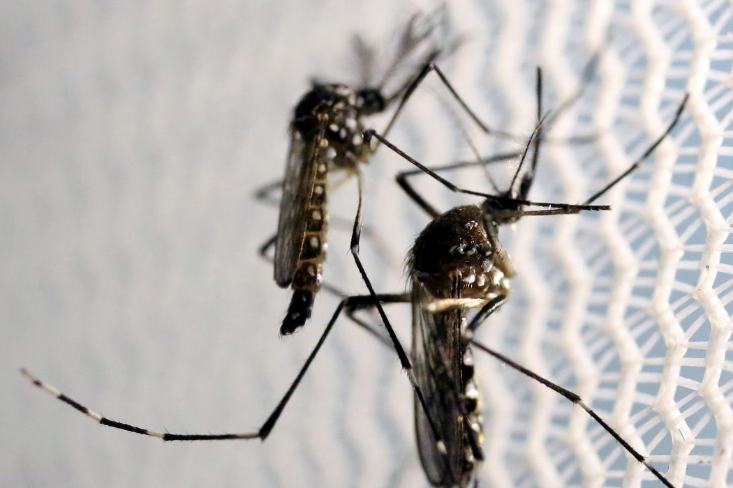 Dia D de combate ao Aedes aegypti ocorre neste s&aacute;bado em todo o pa&iacute;s