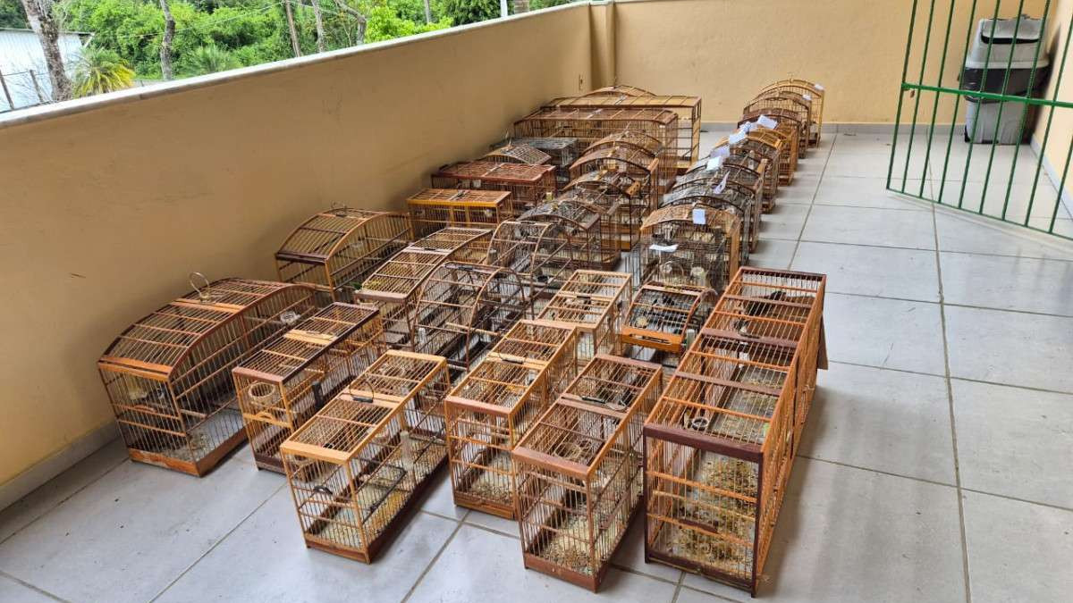 Apreens&atilde;o de 141 p&aacute;ssaros em Juiz de Fora 