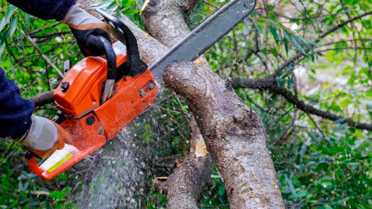 Pode de &aacute;rvores autorizada pela c&acirc;mara
