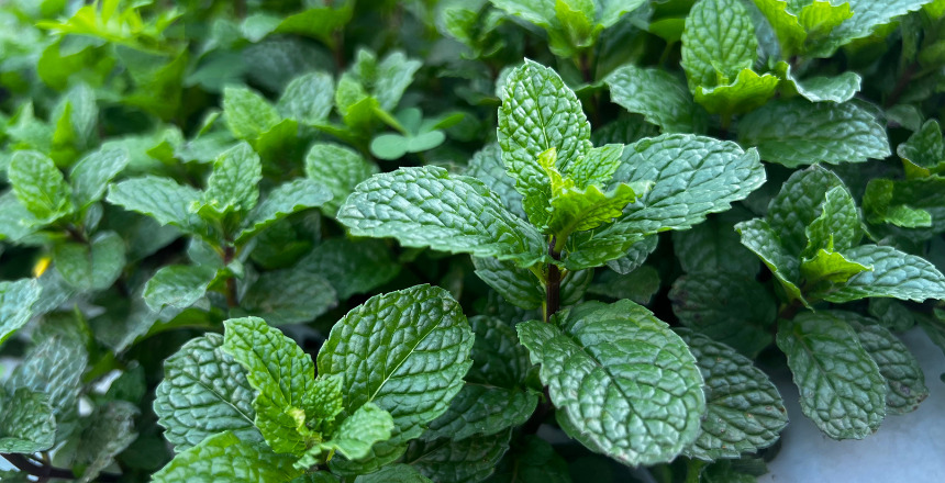 Reprodu&ccedil;&atilde;o 