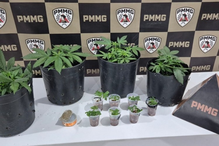 Maconha apreendida na casa da suspeita