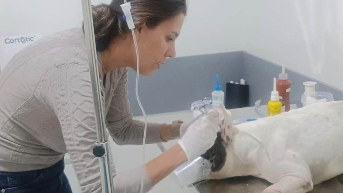 Cachorro passa por avalia&ccedil;&otilde;es m&eacute;dicas