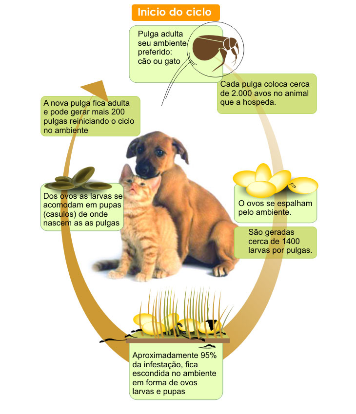Infestação de pulgas: como combater? | ACESSA.com - Animais