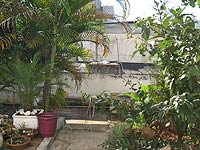 Foto do quintal de Dalva Ferreira