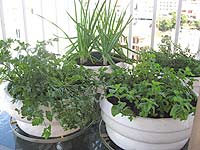 Foto vasos com hortali?as na varanda