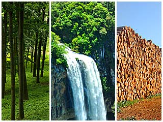 Novo Código Florestal