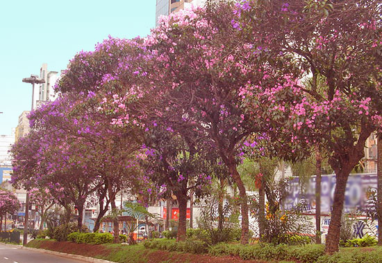 Foto de ?rvores na Av. Rio Branco