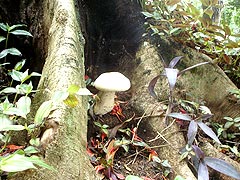 Foto das ?rvores do Parque Halfeld