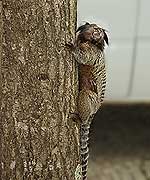 FOTO macaco no Parque Hlafeld