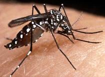 Mosquito da dengue sobre a pele de uma pessoa