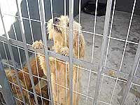 Foto deum cachorro preso