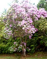 foto de uma ?rvore florida