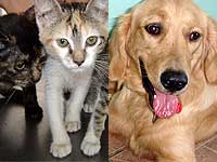 Montagem gatos e c&atilde;es