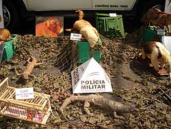 Foto dos animais empalhados