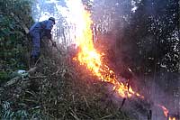 Foto de queimada em vegeta??o