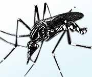 Foto do mosquito da dengue