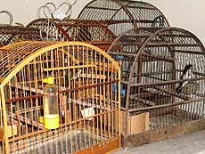 Foto de p?ssaros engaiolados