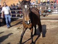 Imagem de um cavalo em leil?o