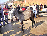 Imagem de um cavalo em leil?o