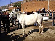 Imagem de um cavalo em leil?o