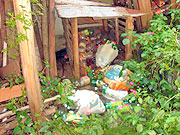 Foto de garrafas pet