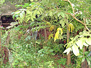 Foto de mato na casa 