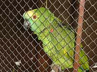 Foto de papagaio engaiolado