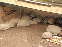 Foto de jabuti apreendido