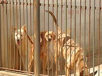 Tr?s cachorros abandonados, atr?s de uma grade, no Canil Municipal