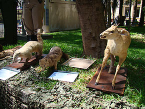 Semana de Tr&acirc;nsito