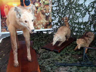 Dia do Meio Ambiente