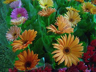 Foto: ACESSA.com Flores na Esxposição de Holambra