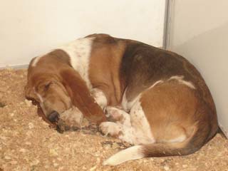 Foto: Arquivo ACESSA.com cachorro