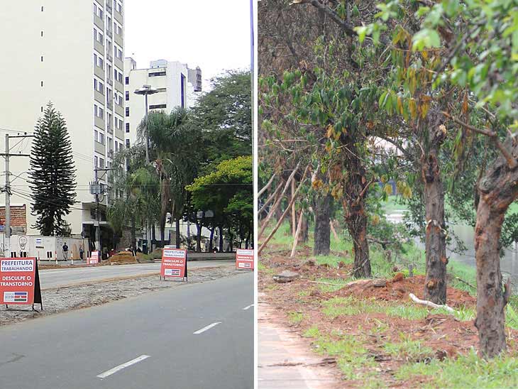 árvores retiradas da Rio Branco são colocadas às margens do Paraibuna