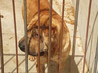 Foto: Arquivo/ACESSA.com cão